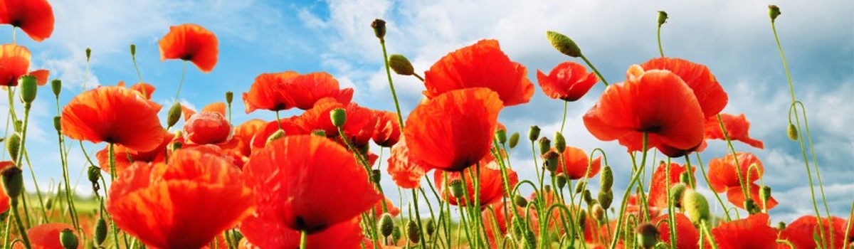 coquelicot.jpg