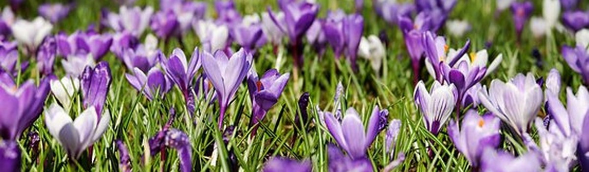 crocus-3226433-340.jpg