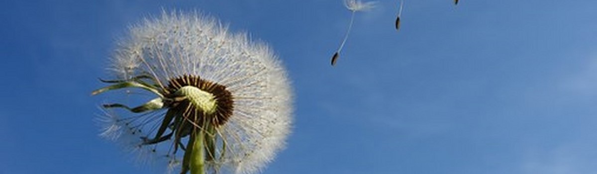 dandelion-463928-340.jpg