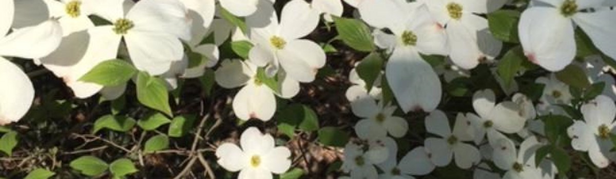FLEUR PEPINIERE.jpg