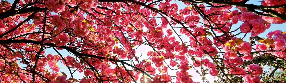 fleurs-de-printemps-sous-un-cerisier.jpg